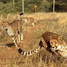 Saving Big Cats: an interview with Dr. Laurie Marker
